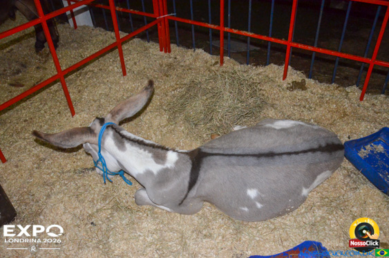 Expo Londrina 2026 em Londrina - 19/04/2026 - Foto 107