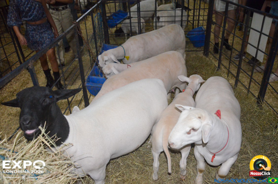 Expo Londrina 2026 em Londrina - 19/04/2026 - Foto 128