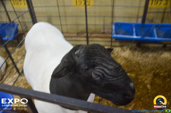 Expo Londrina 2026 em Londrina - 19/04/2026 - Foto 130