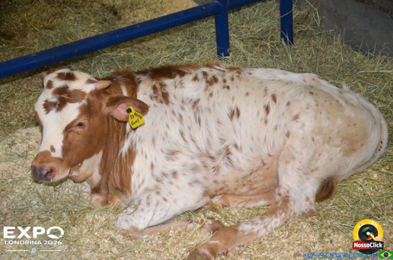 Expo Londrina 2026 em Londrina - 19/04/2026 - Foto 198