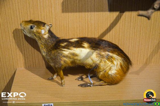 Expo Londrina 2026 em Londrina - 19/04/2026 - Foto 362