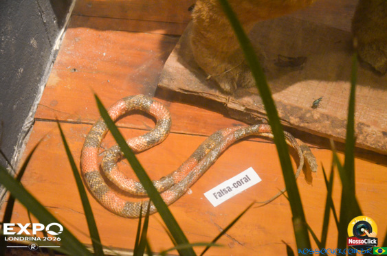Expo Londrina 2026 em Londrina - 19/04/2026 - Foto 375