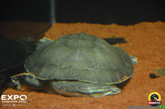 Expo Londrina 2026 em Londrina - 19/04/2026 - Foto 384