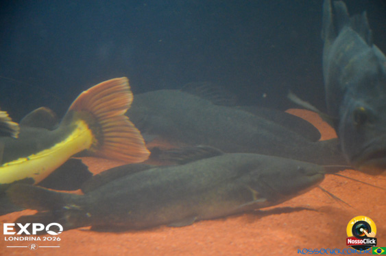 Expo Londrina 2026 em Londrina - 19/04/2026 - Foto 387