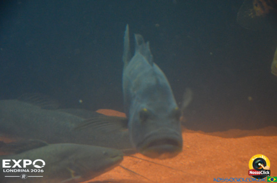 Expo Londrina 2026 em Londrina - 19/04/2026 - Foto 388