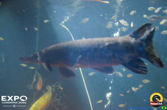 Expo Londrina 2026 em Londrina - 19/04/2026 - Foto 391