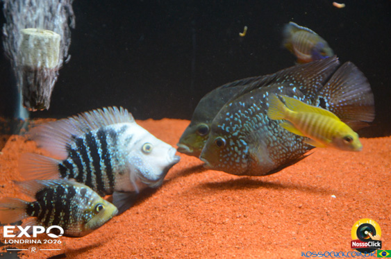 Expo Londrina 2026 em Londrina - 19/04/2026 - Foto 393